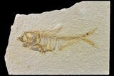 Bargain, Fossil Fish (Diplomystus) - Wyoming #159054-1